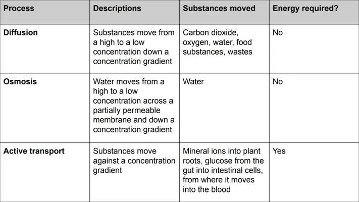 Transport in Cells 