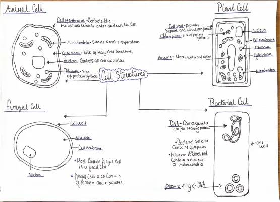 Cool Cell Structures: BBC Bitesize KS3 & Nat 5 Biology Fun!