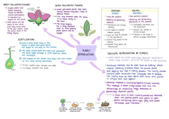 How Flowers Attract Pollinators and Plant Reproduction: Easy Guide for Kids