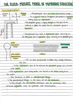 The Fluid Mosaic Model: Easy Guide with Diagrams for A Level Biology