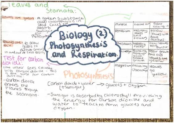 How Plants and Bodies Breathe: Chlorophyll, Stomata, and Exercise Effects