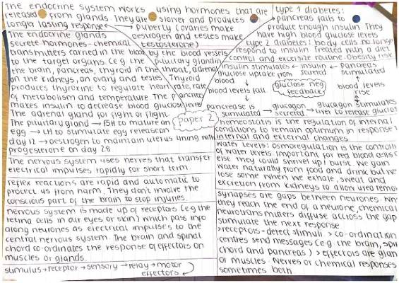 Endocrine System Paper 2 Summary - Homeostasis, Hormonal Coordination, and More