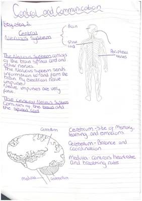 Cool Facts About Your Nervous System and Endocrine System: Neurons, Reflex Arc, and Hormones!