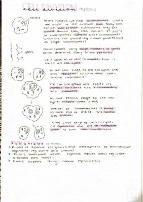 Fun with Chromosome Structure and Mitosis for Kids: Diagrams and Notes