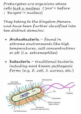 Explore Cool Cell Stuff: Prokaryotic and Eukaryotic Fun!