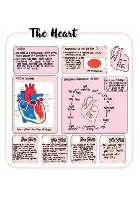 Easy Steps of Blood Flow Through the Heart and Body