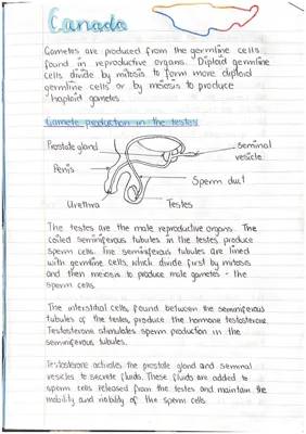 Higher Human Biology: Gamete Production & Puberty Explained