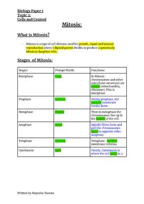 Understanding the 4 Stages of Mitosis: A Kid's Guide with Diagrams