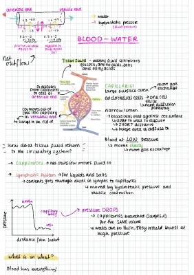 Tissue Fluid (a-level bio)