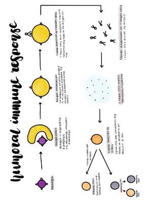 Humoral Immune Response