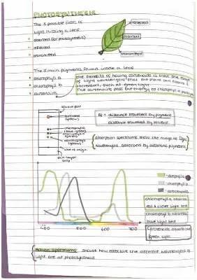 In-Depth Higher Biology Photosynthesis Study Notes PDF Free Download