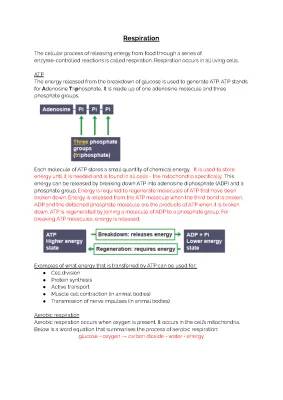 What is Cellular Respiration? Simple Guide with Diagrams and Equations