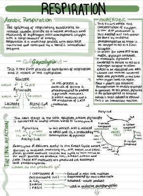 OCR A-Level Biology Respiration Notes - Glycolysis, Krebs Cycle, and Anaerobic Respiration