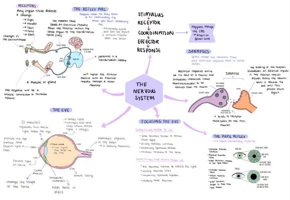 GCSE Biology Mind Maps: Nervous System, Endocrine System, Homeostasis, and More!