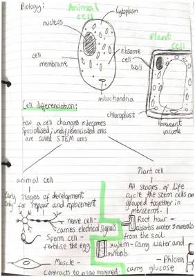 Specialized Cells and Microscopes for Year 9 Biology