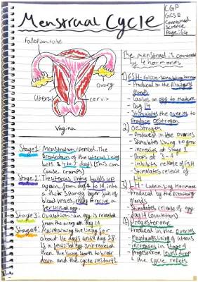 Understanding the 4 Phases of the Menstrual Cycle: Hormones and Charts for GCSE Biology