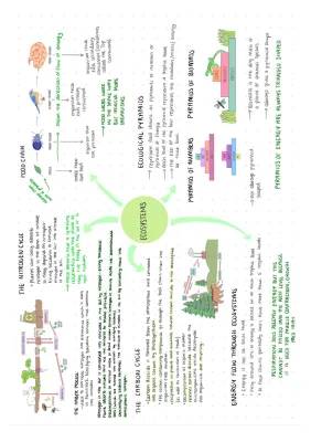 Nitrogen Cycle Explained & Energy Flow in Ecosystems Diagrams for Kids PDF