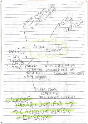 How Glucose Turns Into Energy: Understanding Anaerobic and Aerobic Respiration