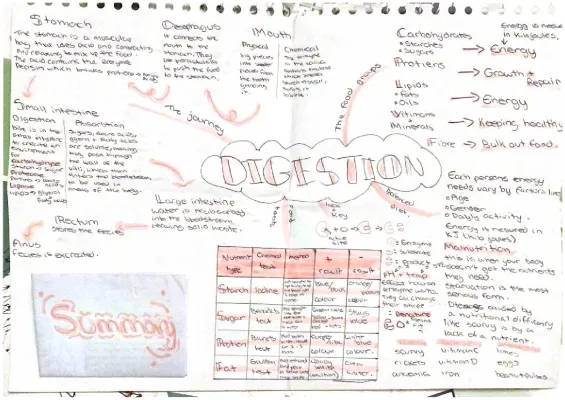 Fun Digestive System Study Notes for Year 8: Learn with PDF and BBC Bitesize