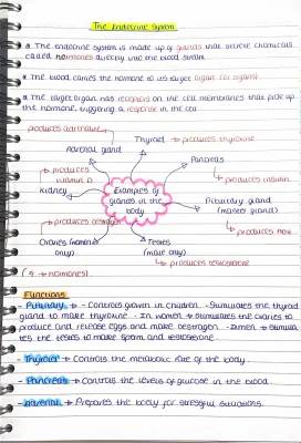 Fun Guide to the Endocrine System: Glands, Hormones, and How They Work!