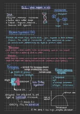 How Proteins and Enzymes Work: Easy Steps and Fun Diagrams!