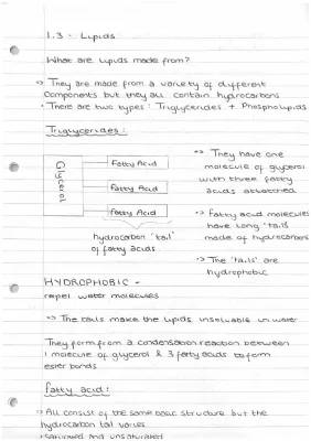 1.3 Lipids