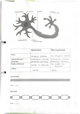 Nerve Cell