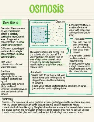 Understanding Osmosis: Effects on Plant and Animal Cells PDF, Examples, and Exam Questions