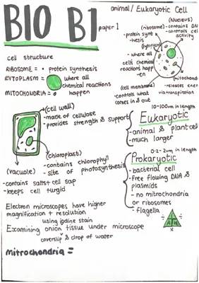 The Ultimate Guide to Eukaryotic Cells: Structure, Function, and Differences