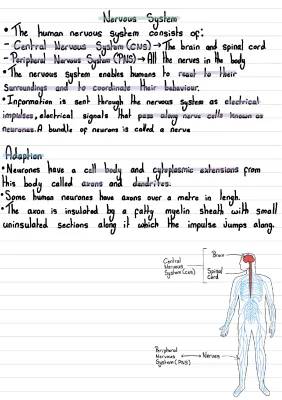 B5 Science Nervous System Study Guide - GCSE Notes PDF