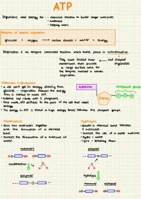 How Adenosine Triphosphate (ATP) Works: What is ATP in Biology and How Does it Release Energy?