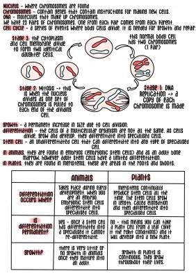 Understanding Cell Division in Animals and Plants - Notes, Examples, and Diagrams