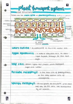 How Do Leaves Work? Photosynthesis and Plant Drinks!