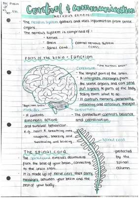 Learn About Your Amazing Brain and Nervous System: Fun Facts and Easy Diagrams