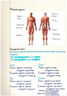 Fun Guide to Antagonistic Muscle Pairs and More