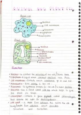 Difference Between Plant and Animal Cells for Class 8-9 with Diagrams