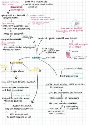 Virus reproduction 