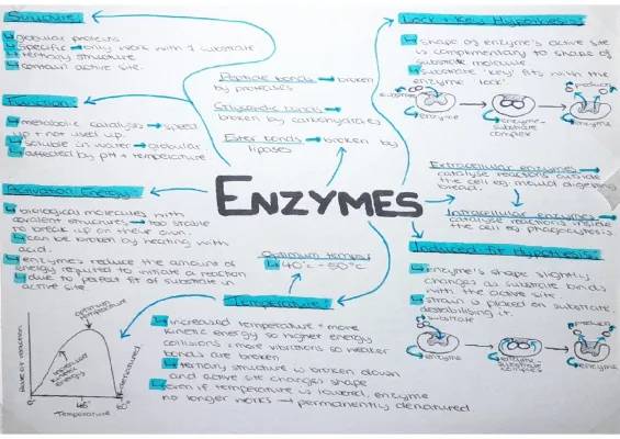 Enzymes and Inhibitors