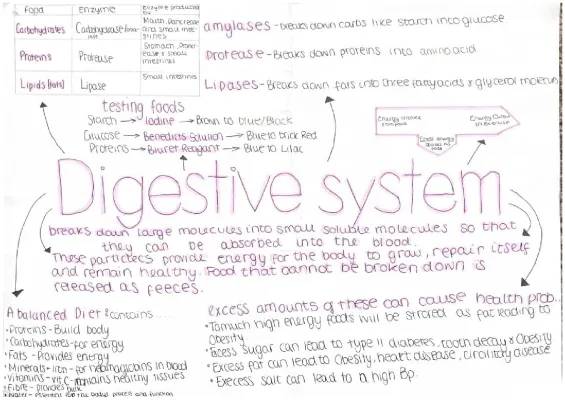 Fun Guide to Digestive Enzymes and Balanced Diet for Kids