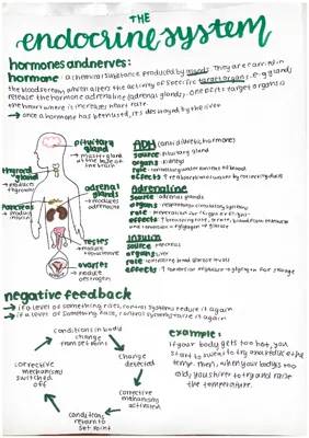 The endocrine system (hormones)