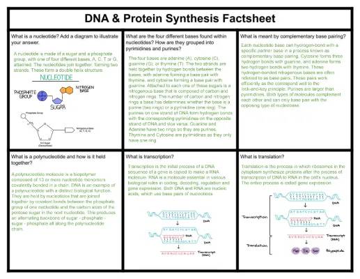 DNA and Protein Synthesis Factsheet - A-Level Biology