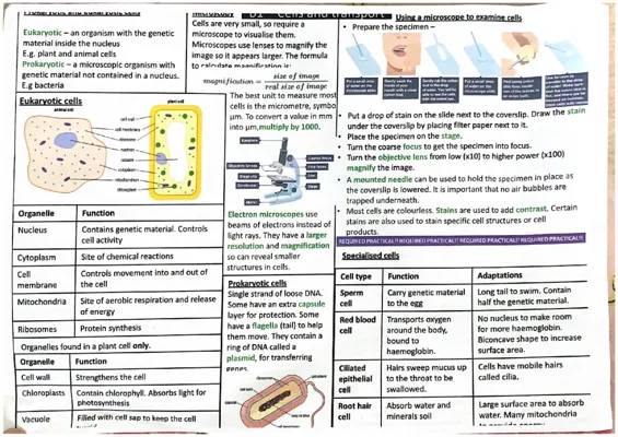 Understanding Prokaryotic and Eukaryotic Cells: Fun Facts, Diagrams, and Examples!