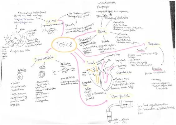 How Your Body Works: Heart, Hormones, and Gas Exchange!