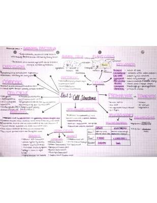 Nat 5 Biology: Cell Structure, Diffusion, Osmosis & Mitosis Mindmap