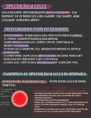 stem cells and specialised cells 