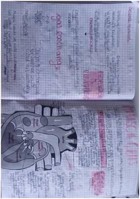 Year 7 Science: Breathing, Respiration, and Heart Function Notes