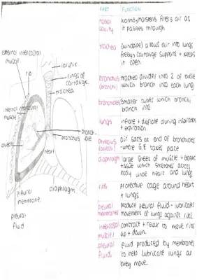 CCEA GCSE Biology: Breathing and Respiration Study Guide