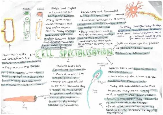 GCSE AQA Biology Paper 1 and 2 Revision Notes PDF | Biology Paper 1 Topics and Specialised Cells Examples