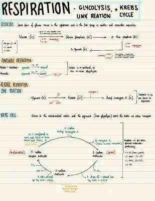 RESPIRATION P1. 