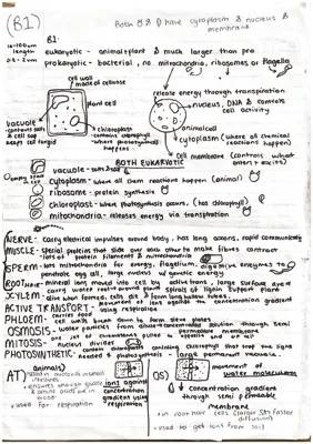 B1 Biology Notes: Cell Membrane, Mitosis Stages, and Prokaryotic vs Eukaryotic Cells